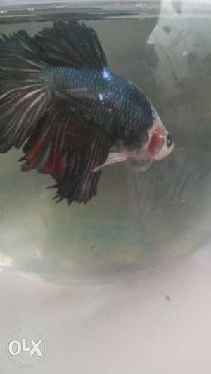 Black Moontail Betta Fish