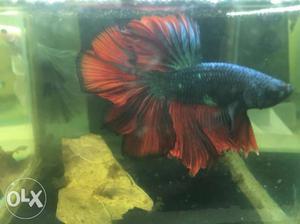 Black and red dragon betta fish for sale we also