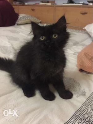 Black persian cat,triple fur 5 months old.