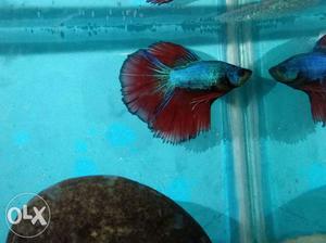 Blue And Red half moon Betta Fish