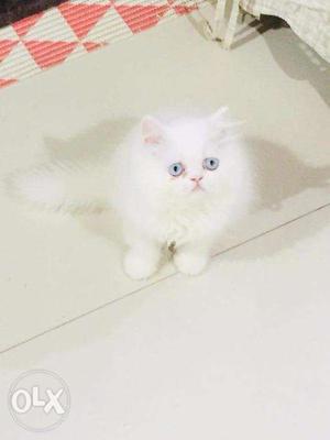 Blue Eyes white colour Persian kitten for sale