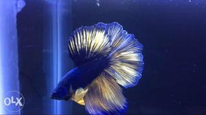 Blue gold show quality betta avaialable