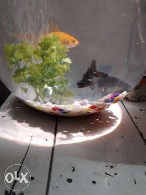 Bowl aquarium with 4 fishes and one oxygen motor