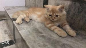 Brown male persian of 3 months