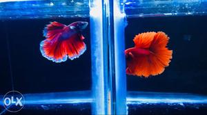 Cherry red rose tail 2 pieces available