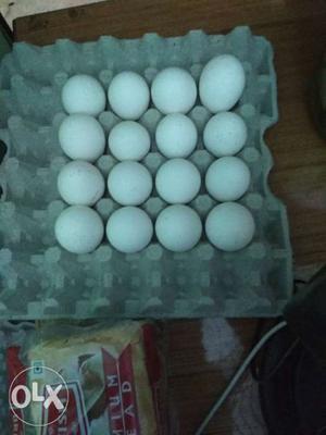 Clutch Of Egg Tray