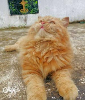 Crossing service heavy breed male persian cat. -not for sale