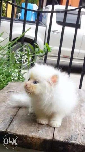 Cute Persian kitten Blue Eyes for sale