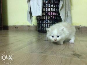 Cute White Persian cat