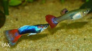 Different Guppy Fishes available