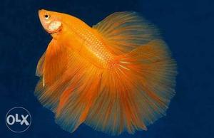 Divine Aquarium Fancy Orange color full moon