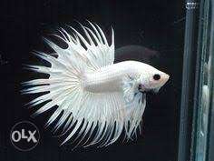 Divine Aquarium fancy crown tail bettas,Imported