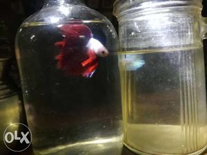 Double tail betta pair