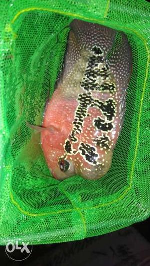 Egg laying double flower line with head female