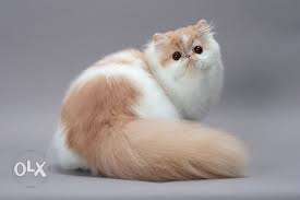 Exotic Short-haired Orange And White Cat