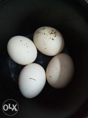 Fancy hen 10 eggs for 150rs good quality eggs