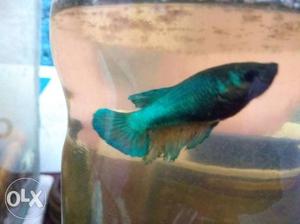 Female Betta last piece mint dragon cross breed