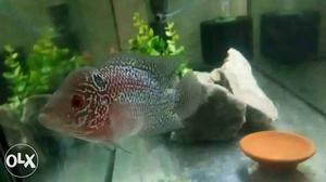 Female Flowerhorn Fish