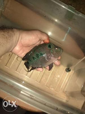 Female breed flowerhorn(size 12cm) for sale price can