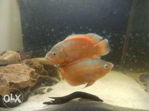 Fire Red Oscar confirm pair for sell.