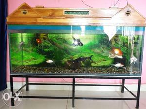 Fish Tank In Bhilai
