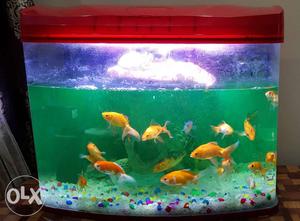 Fish aqarium