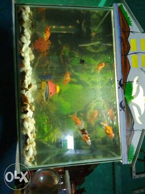 Fish tank length 18 height 12 width 9, with