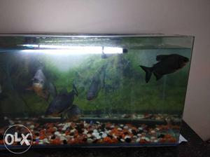 Five Black Oscar Fish
