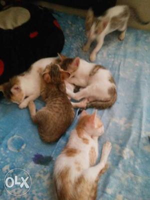 Five Silver And Orange Tabby Kittens