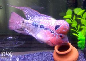 Flowerhorn fish with aquarium