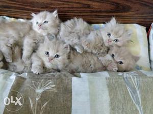 Four Brown Persian Kittens