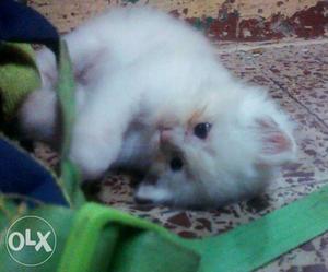 Full white pure Persian kittens active and