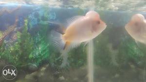 GB flowerhorn pink with yellow good condition