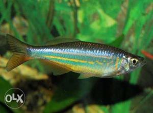 Giant Danios 3 pairs available.. All big size 3