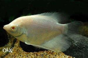 Giant Gourami fish on urgent sale