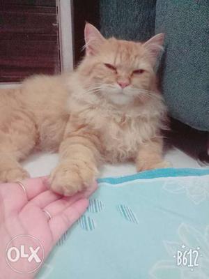Ginger doll faced persian cat fully vaccinated