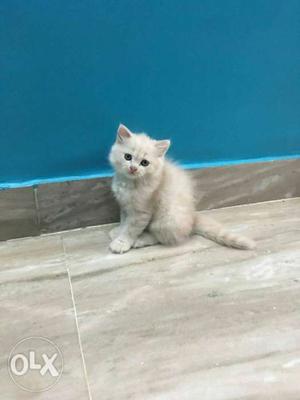 Golden female 2 months persian Kitten for sale