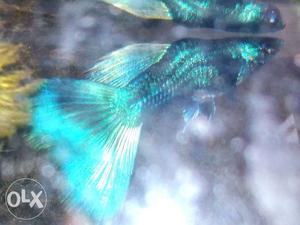 Good quality emrald green guppies for sale