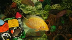 Healthy Yellow shivram Fish
