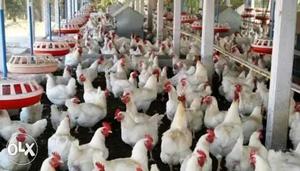 Hi, I Am Looking For Poultry Farm On Rent Spot