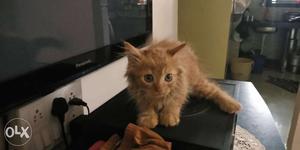 Hi i want to sell my 2 persian cat male or female