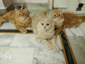 High Quality, heavy fur, all colours Persian cats