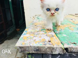 I want to sell blue eyes female kitten good