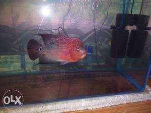 I want to sell my SRP red kamfa flowerhorn..