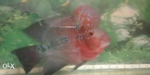 I want to sell my red dragon flowerhorn fish at