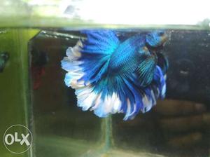 Imported Blue and white betta fish (Fiter)