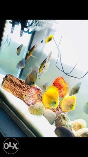 Imported Discus fishes available.contact me at