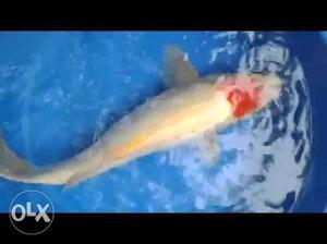 Imported Koi Carp fish nearly one feet long