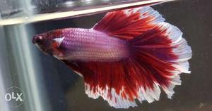 Imported bettas for sale. Breeding pair. No