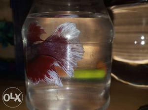 Imported fiter fish(betta)